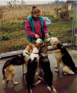 Alaskan Huskys & Grönlandhund 1996
