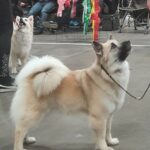 Hundeausstellung FREDERICIA