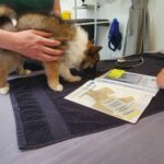 Impfung beim Tierarzt