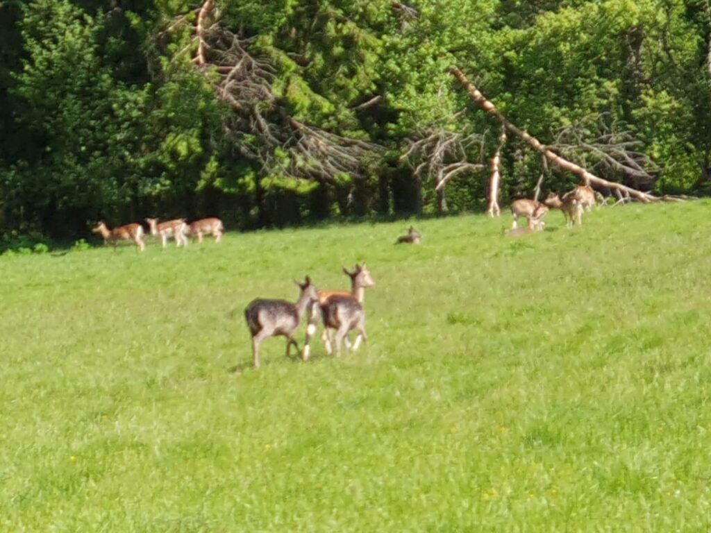 WhatsApp Image 2026-04-04 at 19.28.51 (1)