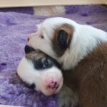 Hvalpene er landet…